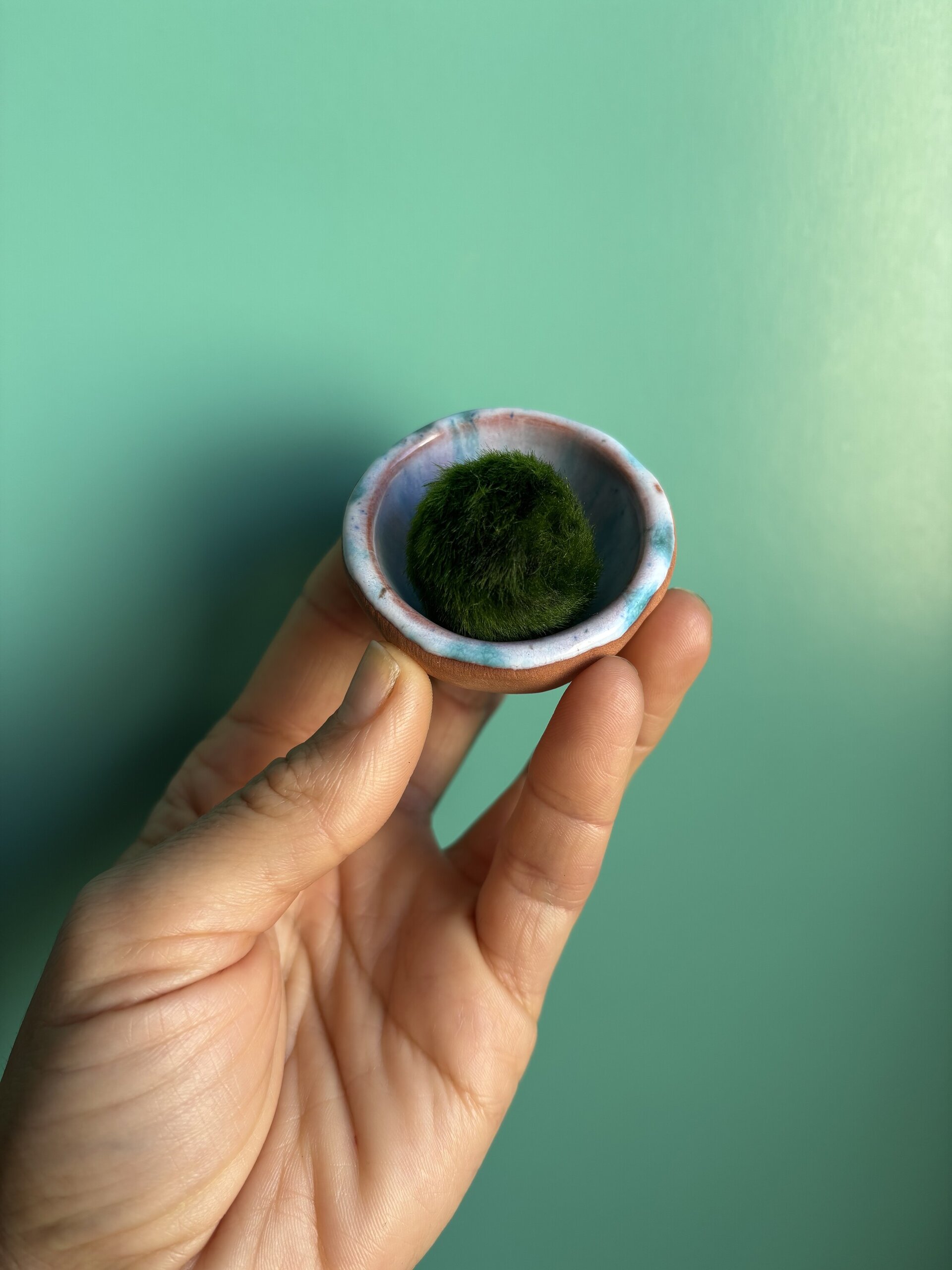 Kit  marimo natural 250 ml - 4